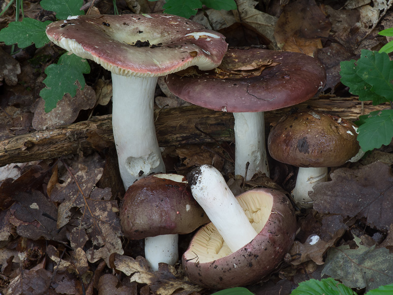 Russula olivacea